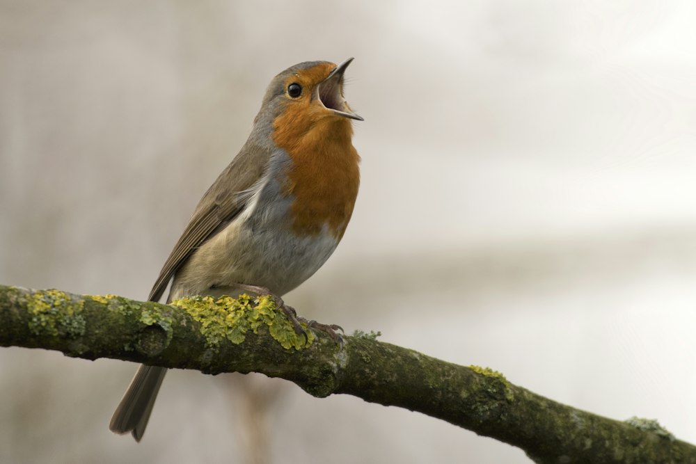 Hummingbird sip — blink and you’ll miss it