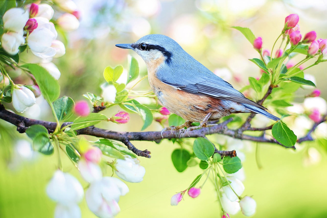 Meet your backyard neighbors—by name.